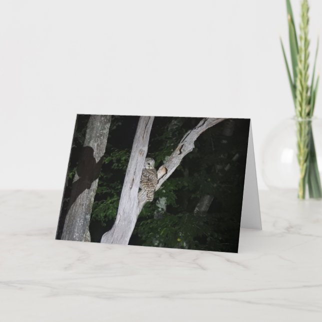 Tarjeta de felicitación del búho barrado, interior (Anverso)