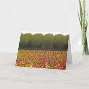 Tarjeta de felicitación del campo del tulipán
