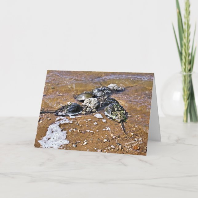 Tarjeta de felicitación del cangrejo de herradura (Anverso)