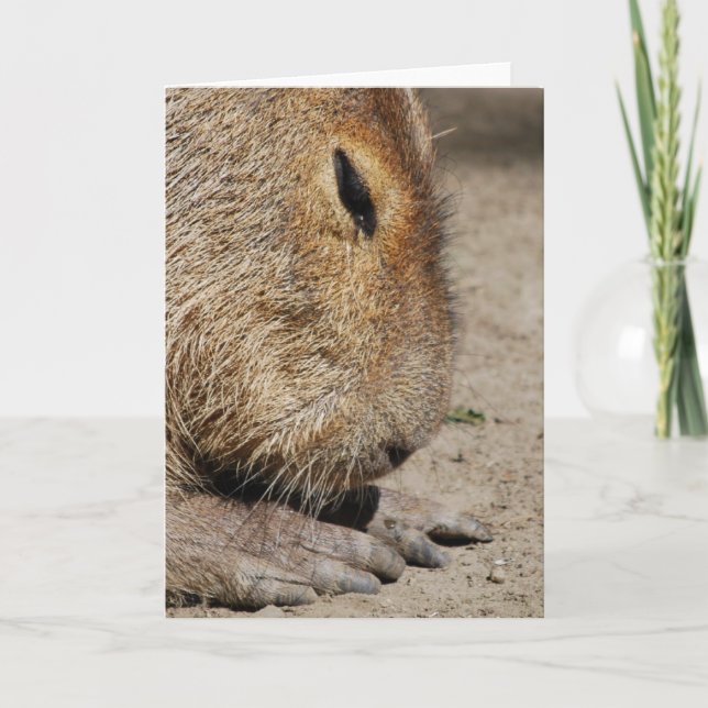 Tarjeta de felicitación del Capybara (Anverso)