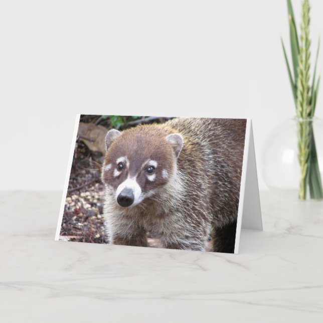 Tarjeta de felicitación del Coati (Anverso)