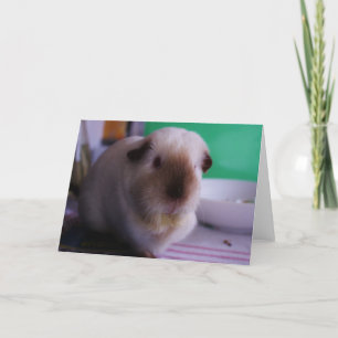 Tarjeta de felicitación del conejillo de Indias