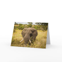 Tarjeta de felicitación del elefante