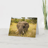 Tarjeta de felicitación del elefante