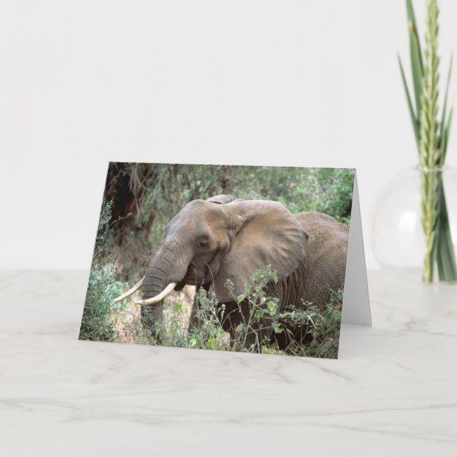 Tarjeta de felicitación del elefante (Anverso)