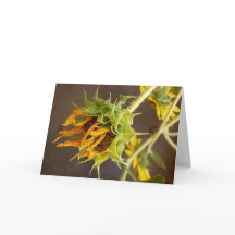 Tarjeta de felicitación del espacio en blanco del