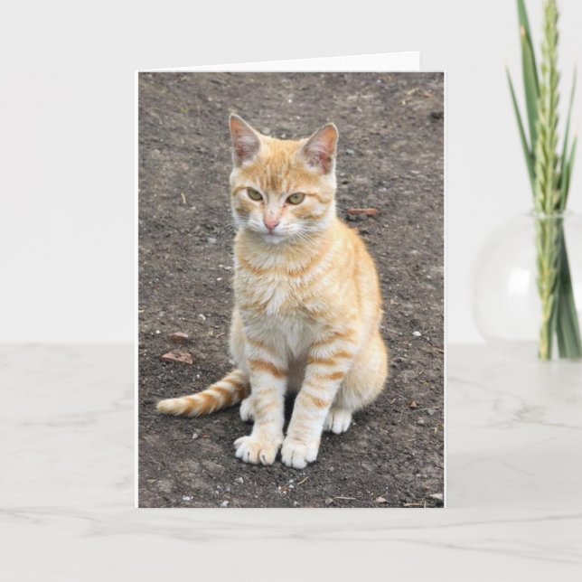 Tarjeta de felicitación del gatito que se sienta (Anverso)