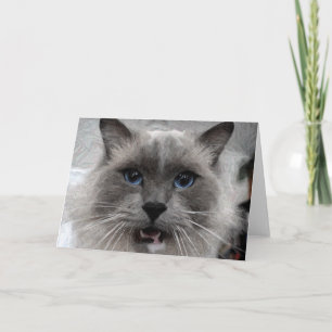 Tarjeta de felicitación del gato