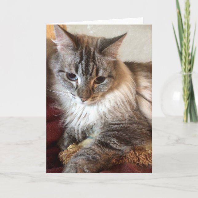 Tarjeta de felicitación del gato (Anverso)