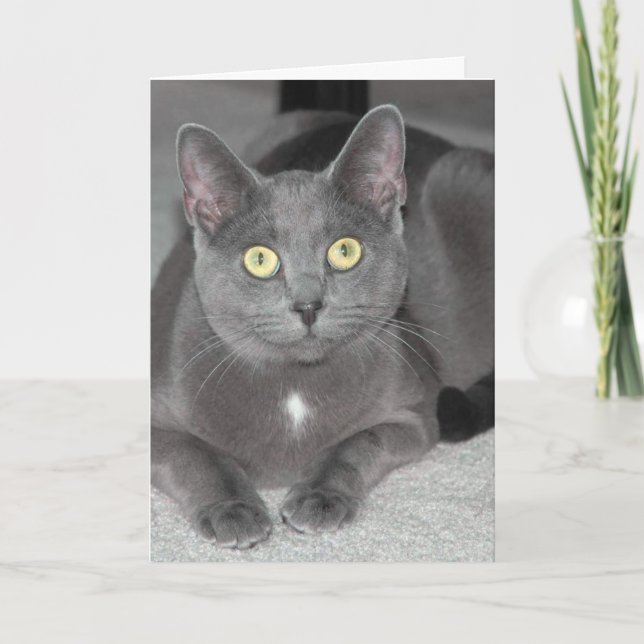 Tarjeta de felicitación del gato (Anverso)