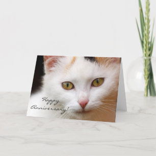 Tarjeta de felicitación del gato blanco del Aniver