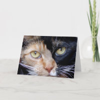 Tarjeta de felicitación del gato de calicó