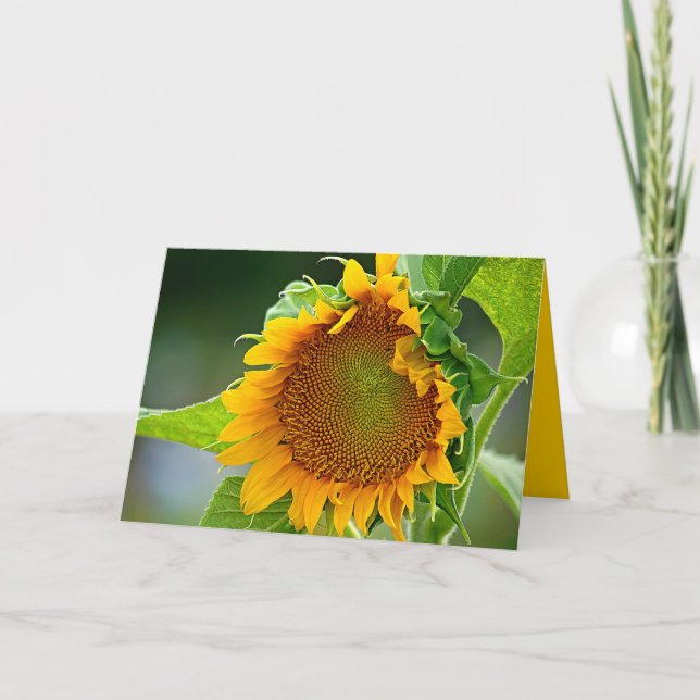 Tarjeta de felicitación del girasol (Anverso)