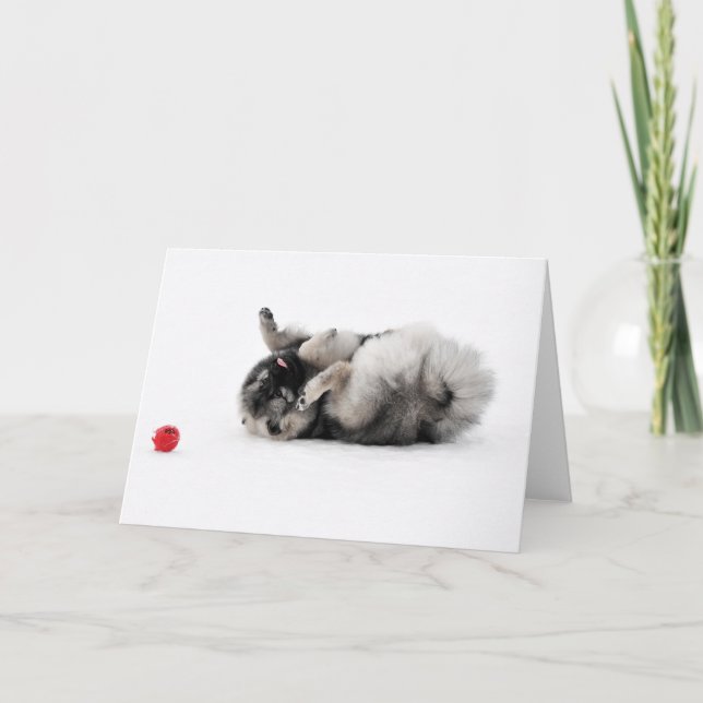 Tarjeta de felicitación del Keeshond (Anverso)