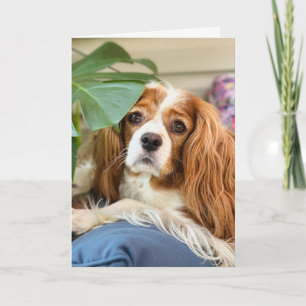 Tarjeta de felicitación del King Charles Cavalier