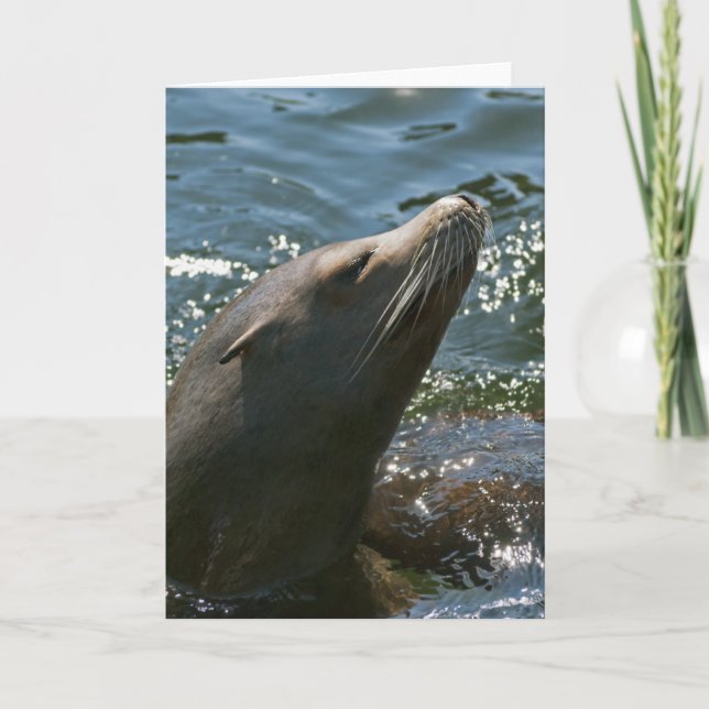 Tarjeta de felicitación del león marino (Anverso)