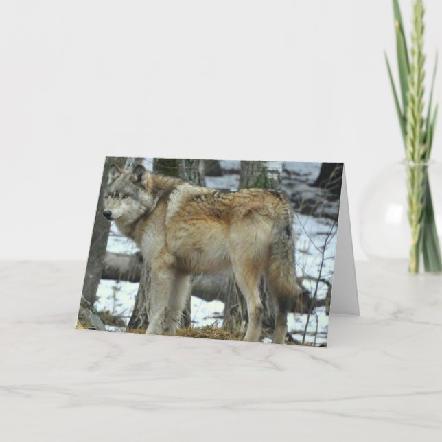 Tarjeta de felicitación del lobo gris (Anverso)