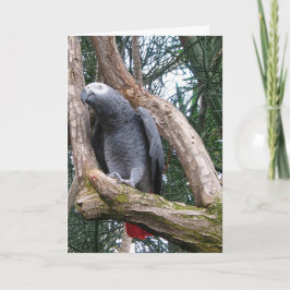 Tarjeta de felicitación del loro del gris africano