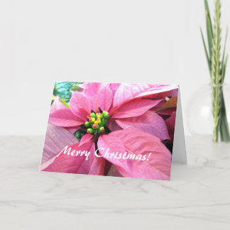 Tarjeta de felicitación del navidad del Poinsettia