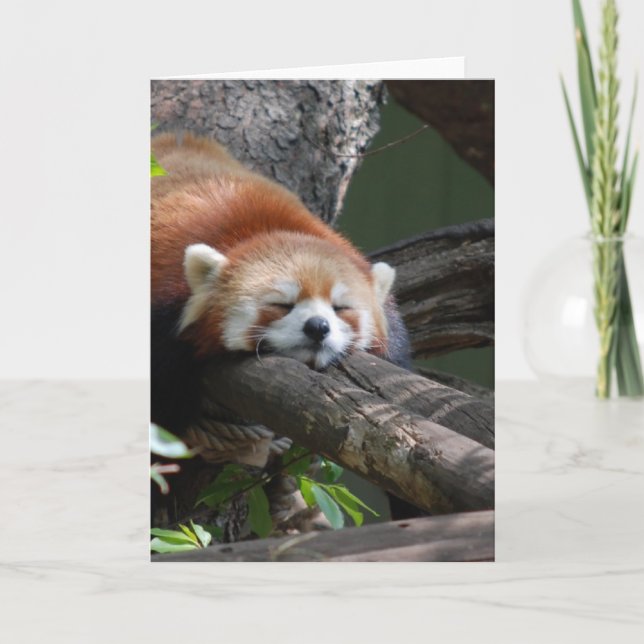 Tarjeta de felicitación del oso de panda el dormir (Anverso)