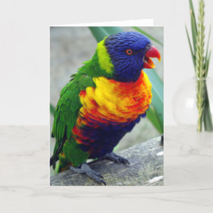 Tarjeta de felicitación del pájaro de Lorikeet