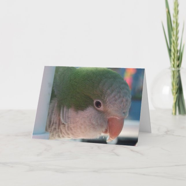 Tarjeta de felicitación del Parakeet del Quaker (Anverso)