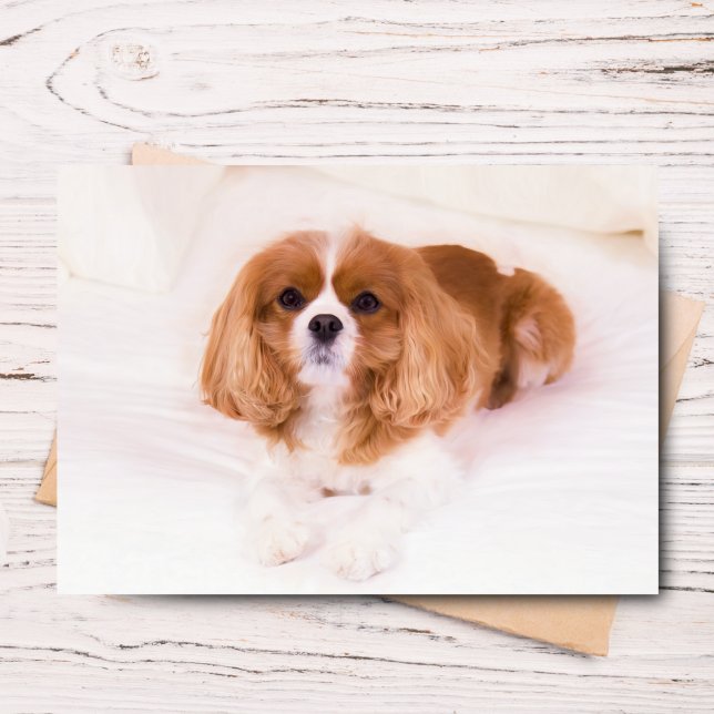 Tarjeta de Felicitación del Pequeño Cavalier King  (Send joy with this adorable Sadie greeting card for any occasion.)