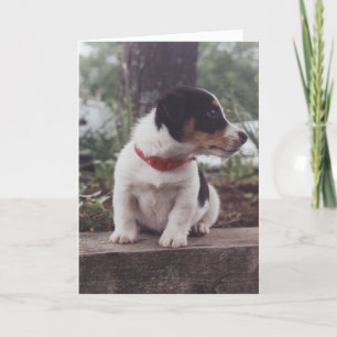 Tarjeta de felicitación del perrito