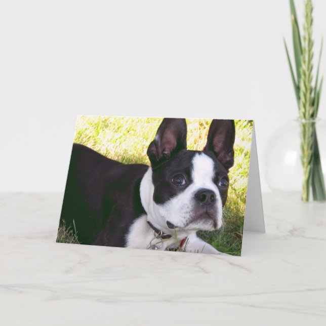 Tarjeta de felicitación del perrito de Boston (Anverso)