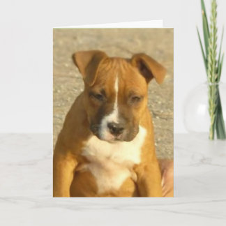 Tarjeta de felicitación del perrito de Pitbull