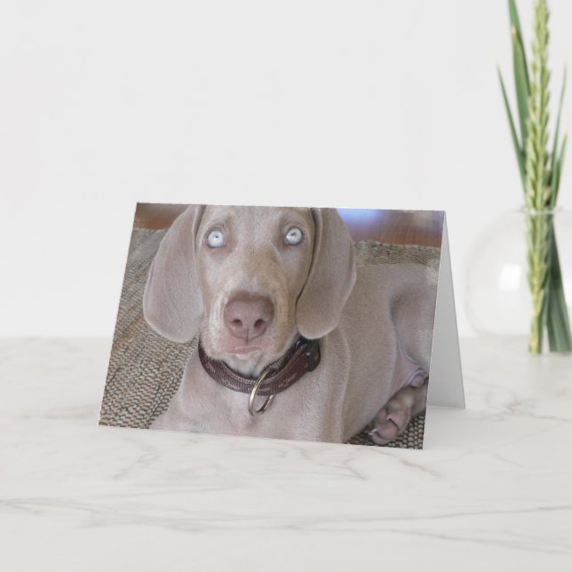 Tarjeta de felicitación del perrito de Weimaraner (Anverso)