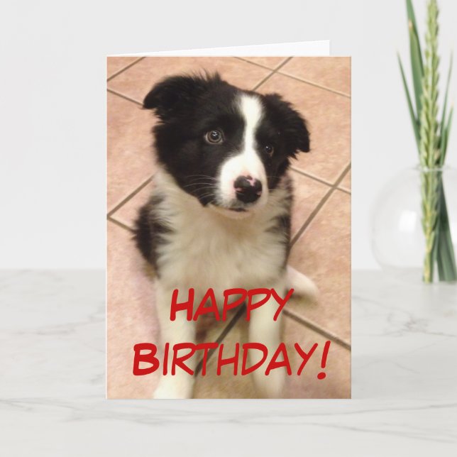 Tarjeta de felicitación del perrito del border (Anverso)
