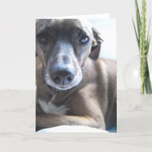 Tarjeta de felicitación del perrito del galgo