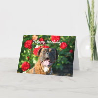 Tarjeta de felicitación del perro del boxeador del