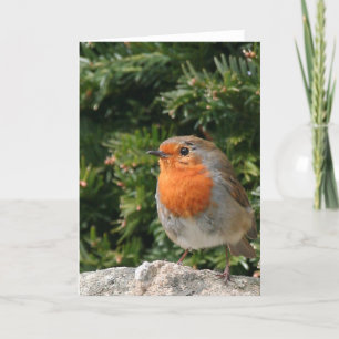 Tarjeta de felicitación del petirrojo del navidad
