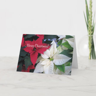 Tarjeta de felicitación del Poinsettia del navidad