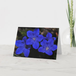 Tarjeta de felicitación del Polemonium