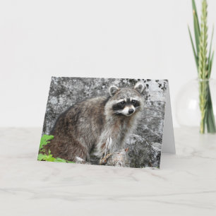 Tarjeta de felicitación del Racoon, interior en