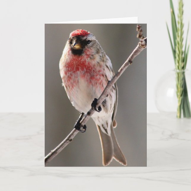 Tarjeta de felicitación del Redpoll 2 (Anverso)