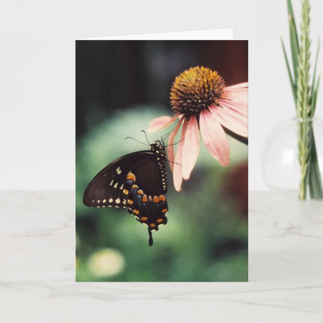 Tarjeta de felicitación del Sipper del Echinacea (Anverso)