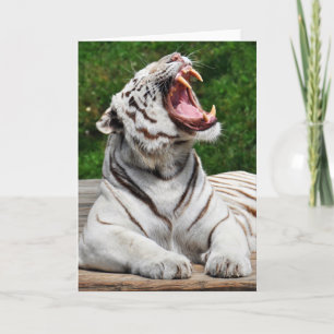 Tarjeta de felicitación del tigre blanco, tigre de