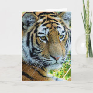 Tarjeta de felicitación del tigre siberiano, tigre