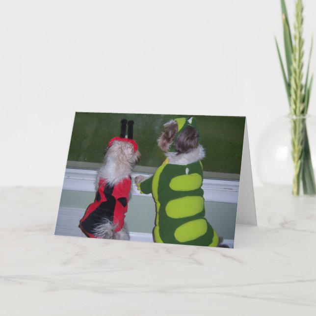 Tarjeta de felicitación del traje de Shih Tzu (Anverso)