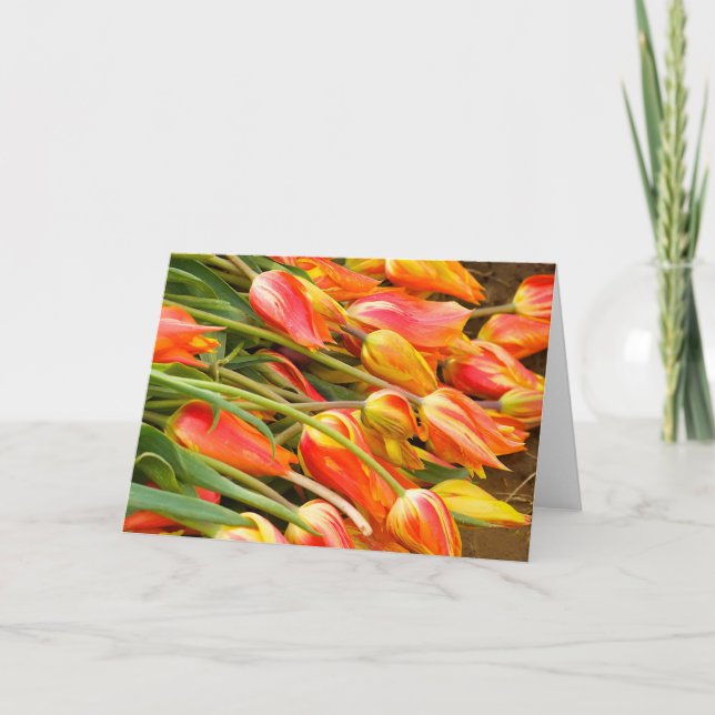Tarjeta de felicitación del tulipán (Anverso)
