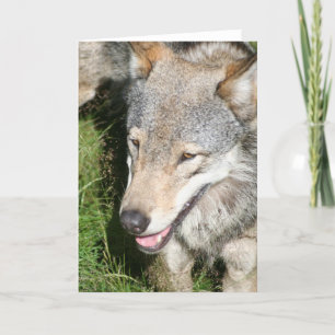 Tarjeta de felicitación del vagabundeo del lobo
