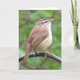 Tarjeta de felicitación del Wren de Carolina