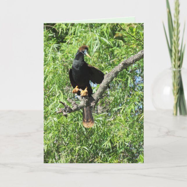 Tarjeta de felicitación doblada a macho Anhinga (t (Anverso)
