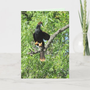 Tarjeta de felicitación doblada a macho Anhinga (t