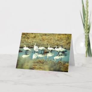 Tarjeta de felicitación doblada con foto de cisnes