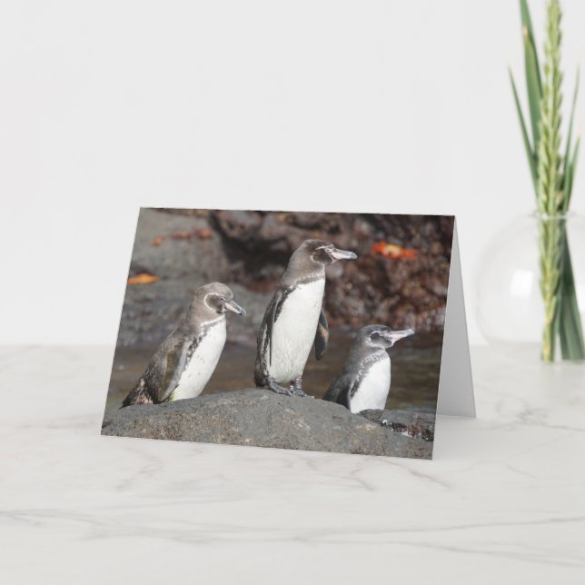 Tarjeta de felicitación doblada de pingüinos de Ga (Anverso)